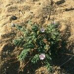 Erodium lebelii Floro