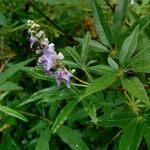 Vitex agnus-castusफूल