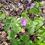 Geranium maculatumКветка