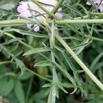 Scabiosa columbaria Hoja