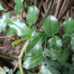 Putranjiva roxburghii Leaf