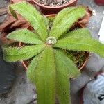Drosera adelae Hoja