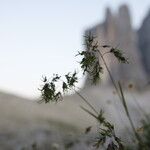 Poa alpina Flower