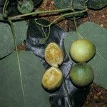 Solanum endopogon