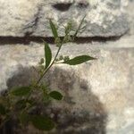 Atriplex patula Leaf