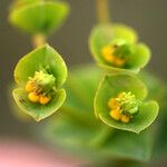 Euphorbia duvalii Blüte