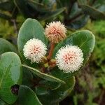 Pancheria ouaiemensis Flor