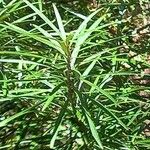 Podocarpus novae-caledoniae পাতা