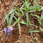 Commelina forskaolii Lapas