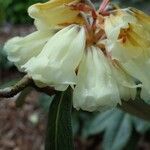 Rhododendron macabeanum Çiçek