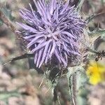 Carthamus caeruleus 花