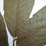 Brosimum acutifolium Otro