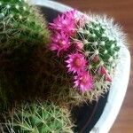 Mammillaria backebergiana 葉