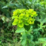 Euphorbia verrucosa Flower