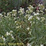 Anchusa ochroleuca Habit