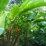 Heliconia bihai Habitat