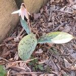 Erythronium albidum Blüte