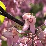 Cercis racemosa
