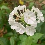 Phlox paniculataЦветок