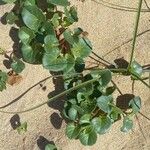 Calystegia soldanella Habit