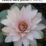Gymnocalycium anisitsii Flor