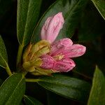 Rhododendron adenogynum Flower