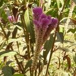 Celosia argentea Flower