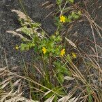 Potentilla intermedia Habitat