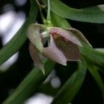 Dichaea panamensis Flower