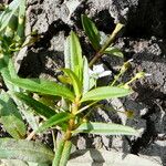 Veronica scutellata Leaf