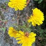 Picris hieracioides Fleur