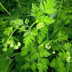 Chaerophyllum temulum Leaf