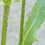 Crepis kotschyana Leaf