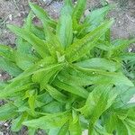 Veronica spicata 葉