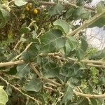 Solanum arundo Yaprak