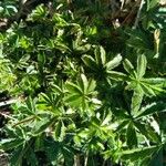 Potentilla crantzii Leaf