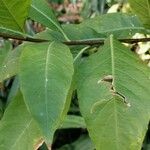 Solanum argenteum Leaf