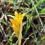 Narcissus cavanillesii Blüte