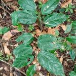 Griffonia simplicifolia Leaf