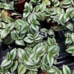 Tradescantia zebrina ഇല