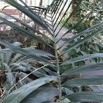 Dypsis pembana Kabuk