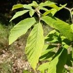 Acer maximowiczianum Листок