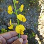 Crotalaria spectabilis Floare