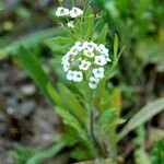 Calepina irregularis Blomst