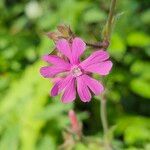 Silene pendula Blüte