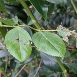 Rosa multiflora Fuelha