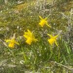 Narcissus minor Fleur