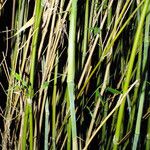 Phyllostachys aureosulcata Koor