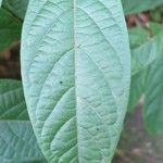 Combretum indicum 葉