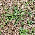 Taraxacum palustre Leaf